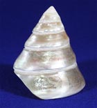 Trochus Shell - view 1