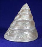 Trochus Shell - view 2