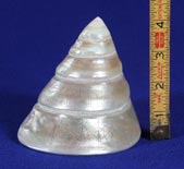 Trochus Shell - view 3